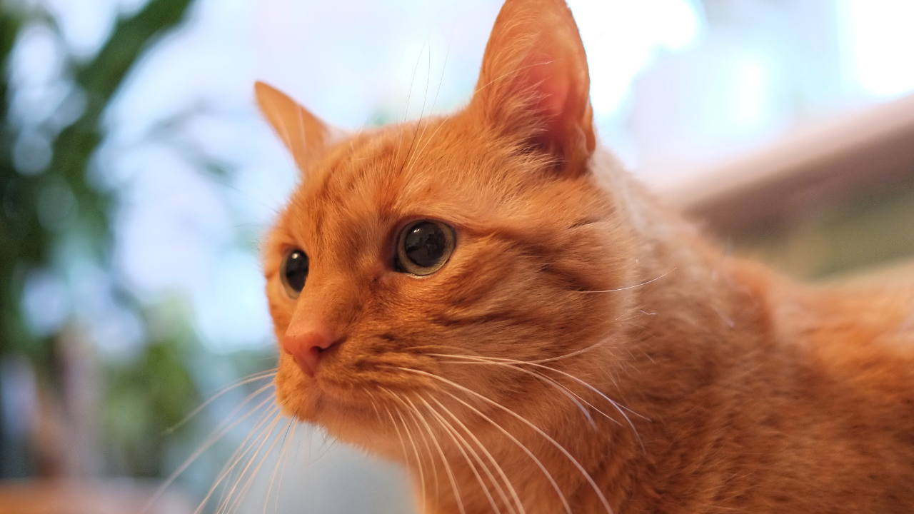 koca gözlü turuncu kedi