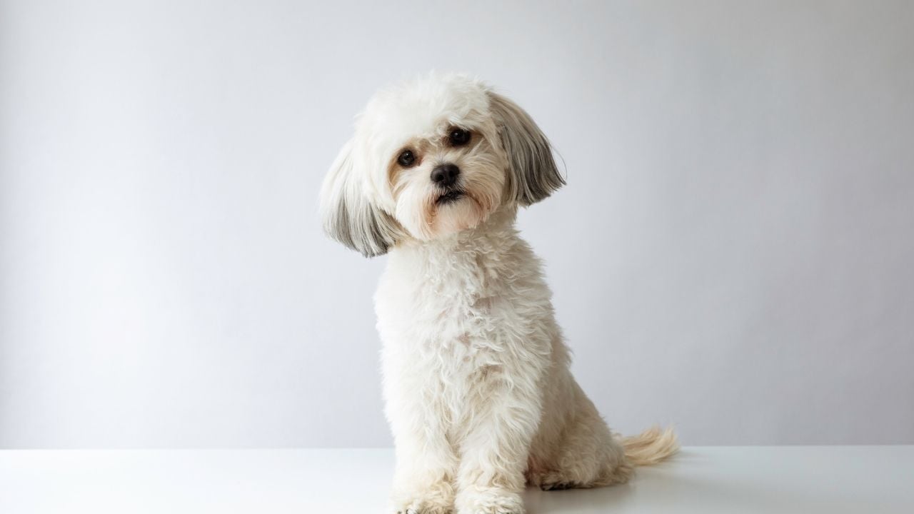 beyaz Küçük Irk Köpek