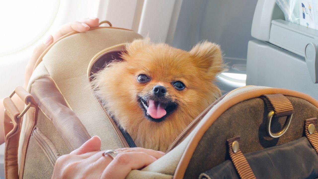 Kahverengi küçük Irk Köpek