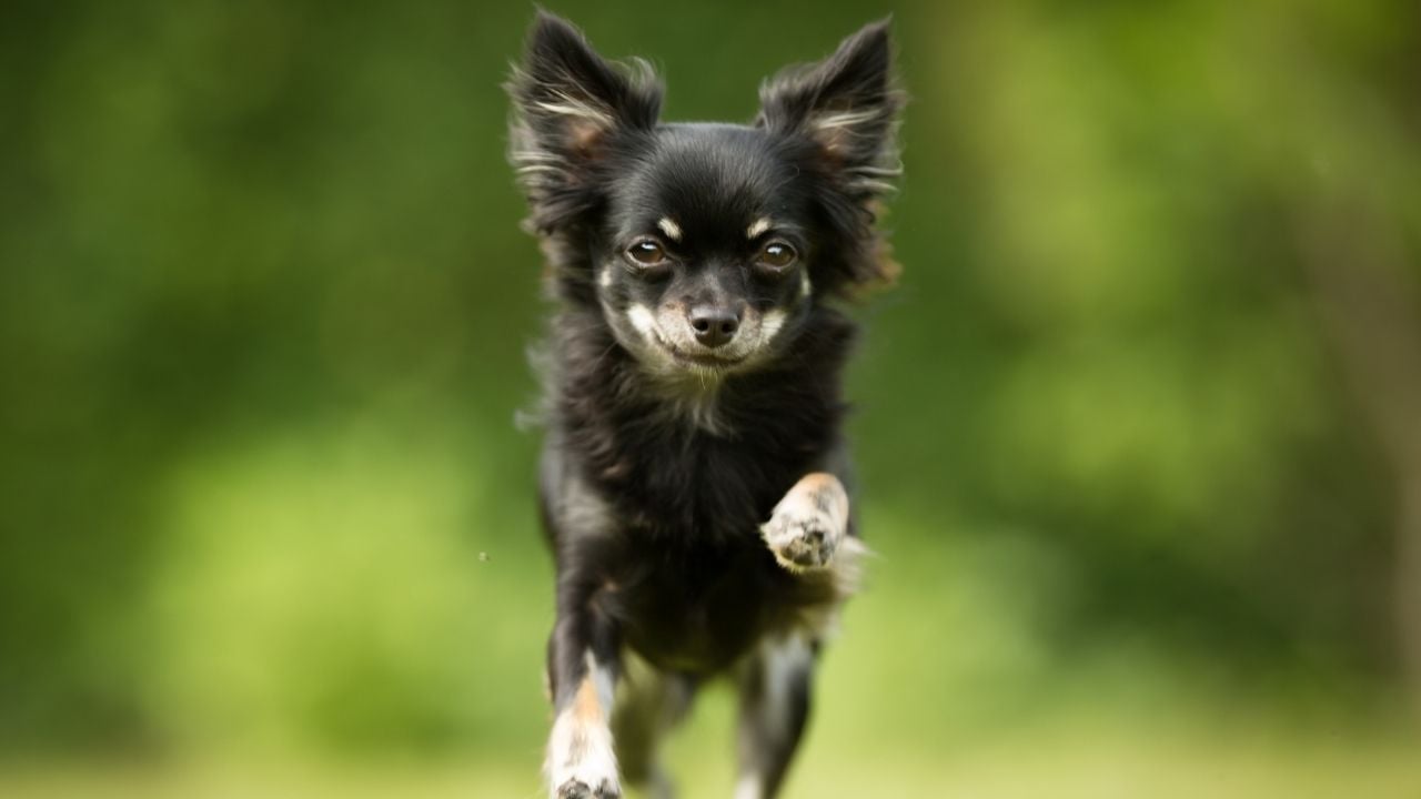 koşan Küçük Köpek Irk