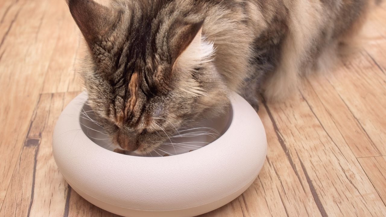 Mito Kedi Maması yiyen kedi