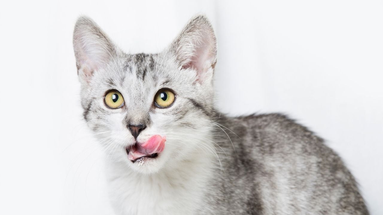 mamasını beğenmiş yalanan bir kedi