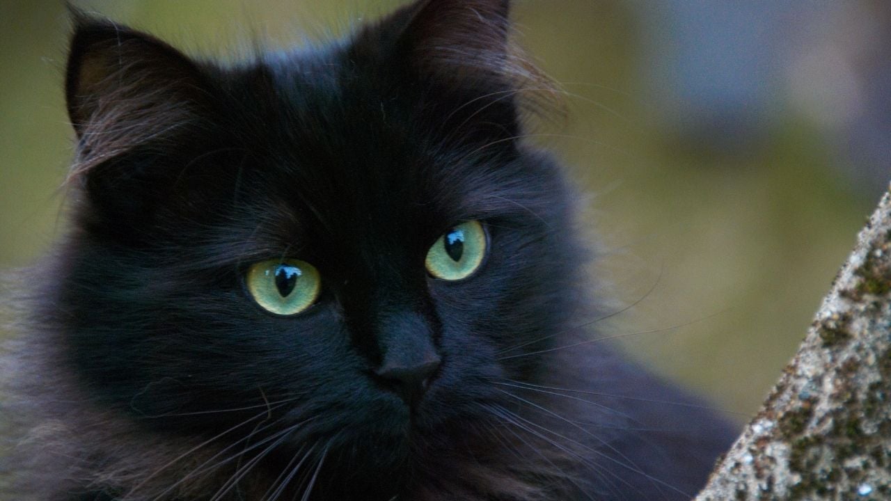 yeşil gözlü siyah kedi