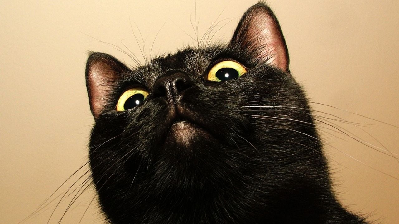 siyah kedi tepeden bakıyor