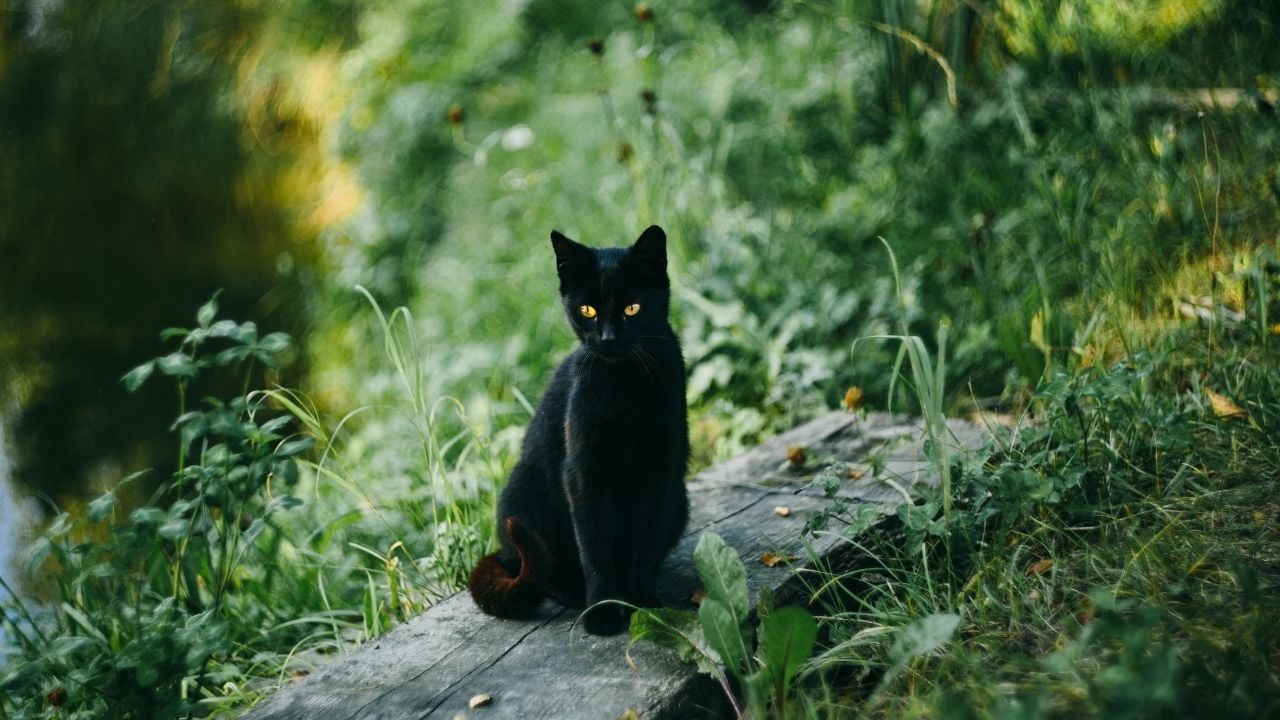 yeşilliklerde oturan siyah kedi