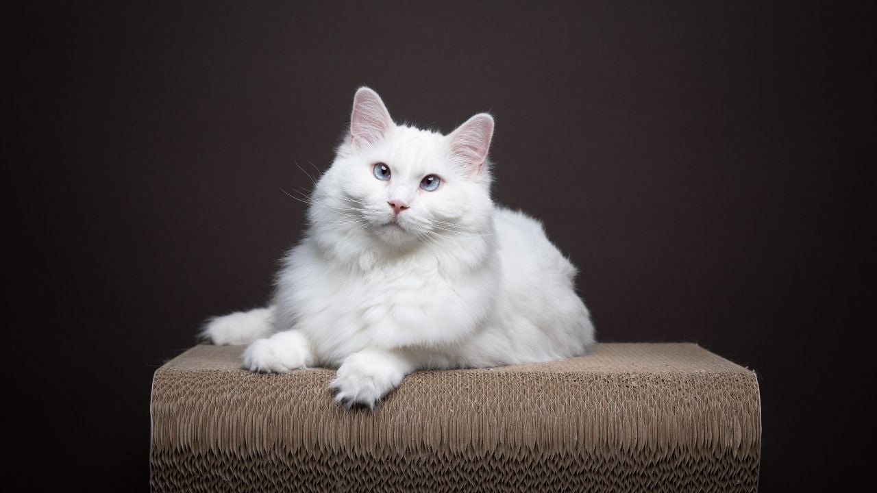beyaz ve uzun tüylü şaşı bir kedi