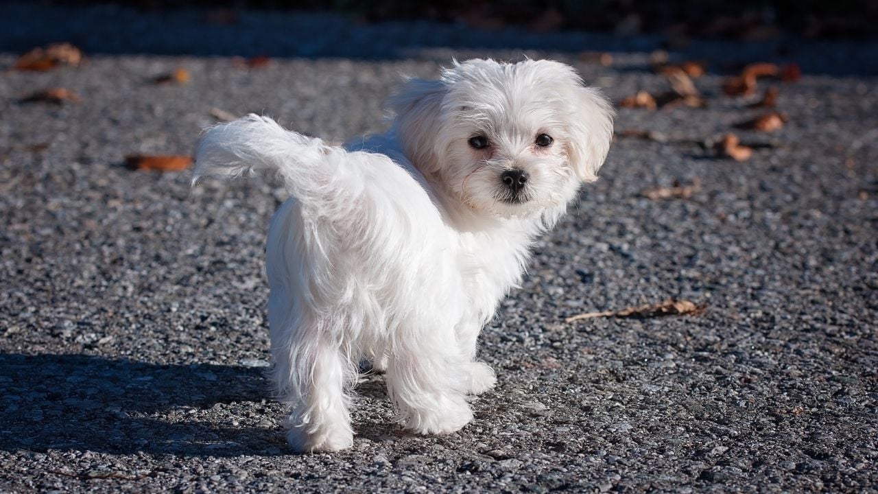 küçük sevimli beyaz köpek