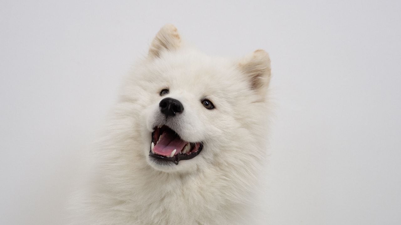 sevimli beyaz bir köpek
