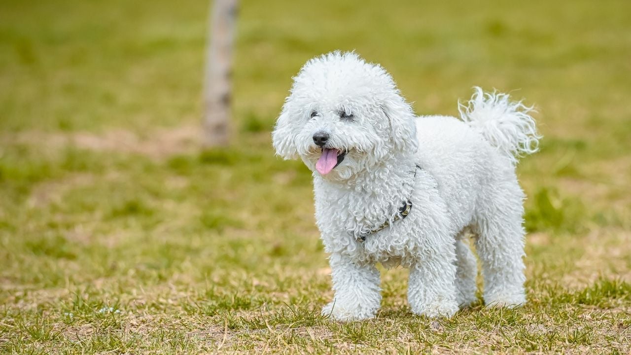 beyaz poodle, dili dışarıda