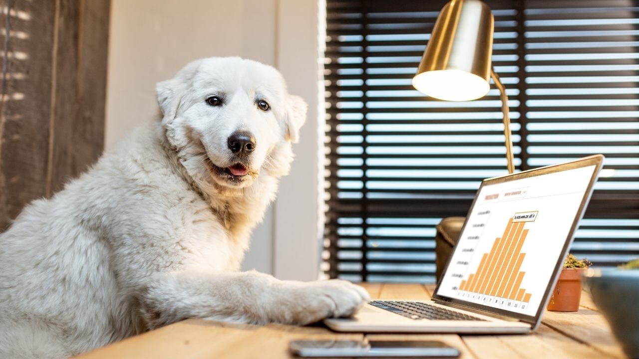 beyaz labrador köpek bilgisayara bakıyor