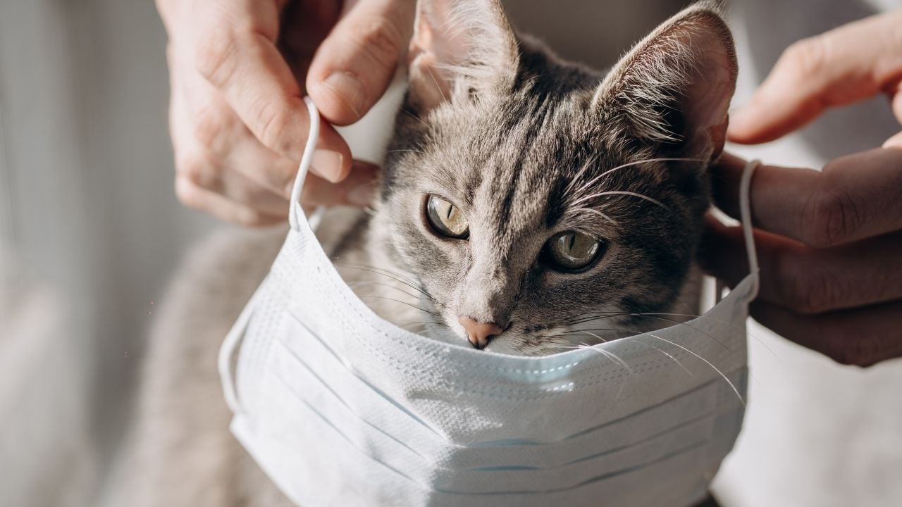 Üst Solunum Yolu Hastası kedi