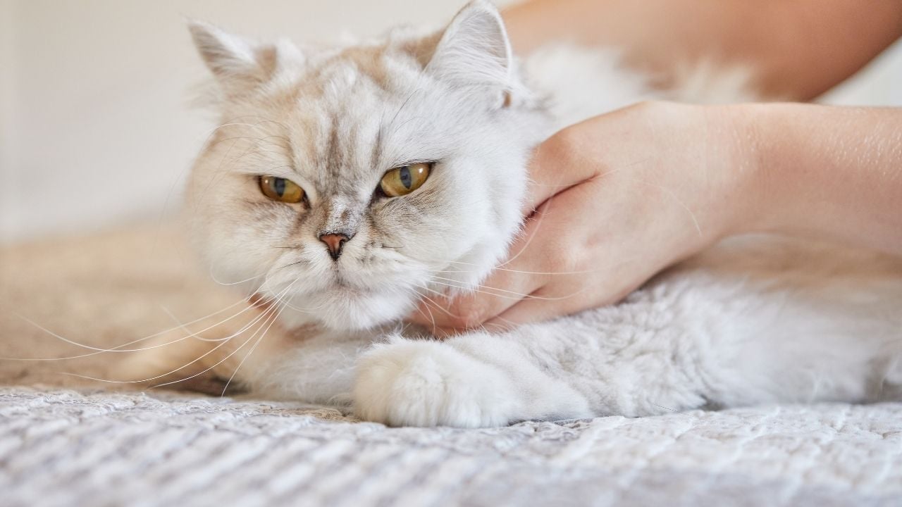 Larenjit olan bir kedi