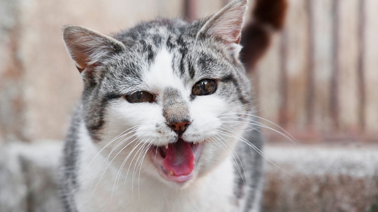 aşırı miyavlayan bir kedi