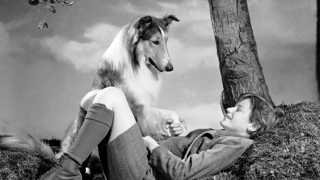 Lassie Come Home, Lassie Eve Dönüyor (1943)