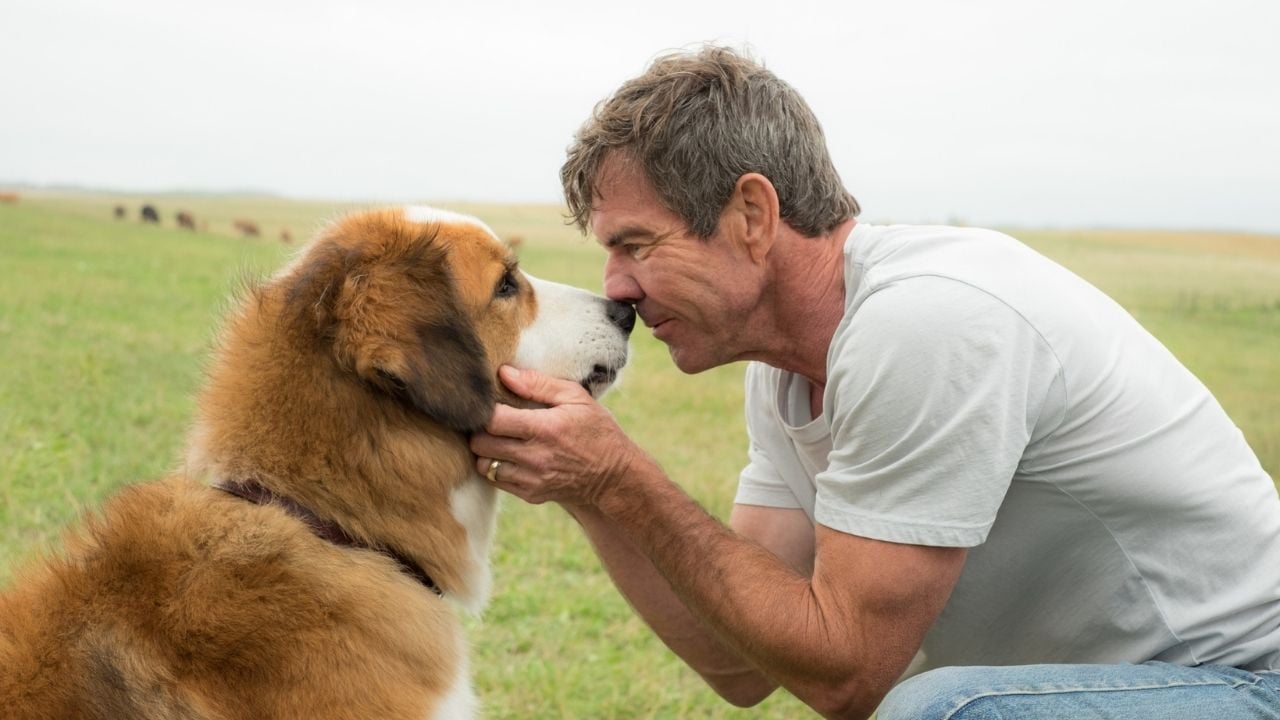 A Dog's Purpose, Can Dostum (2017)