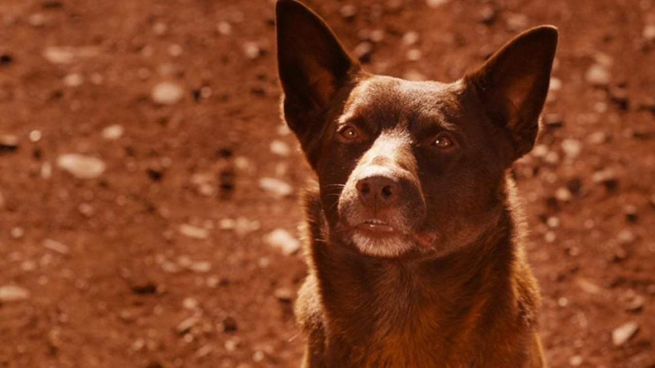 Red Dog, Kırmızı Köpek (2011)