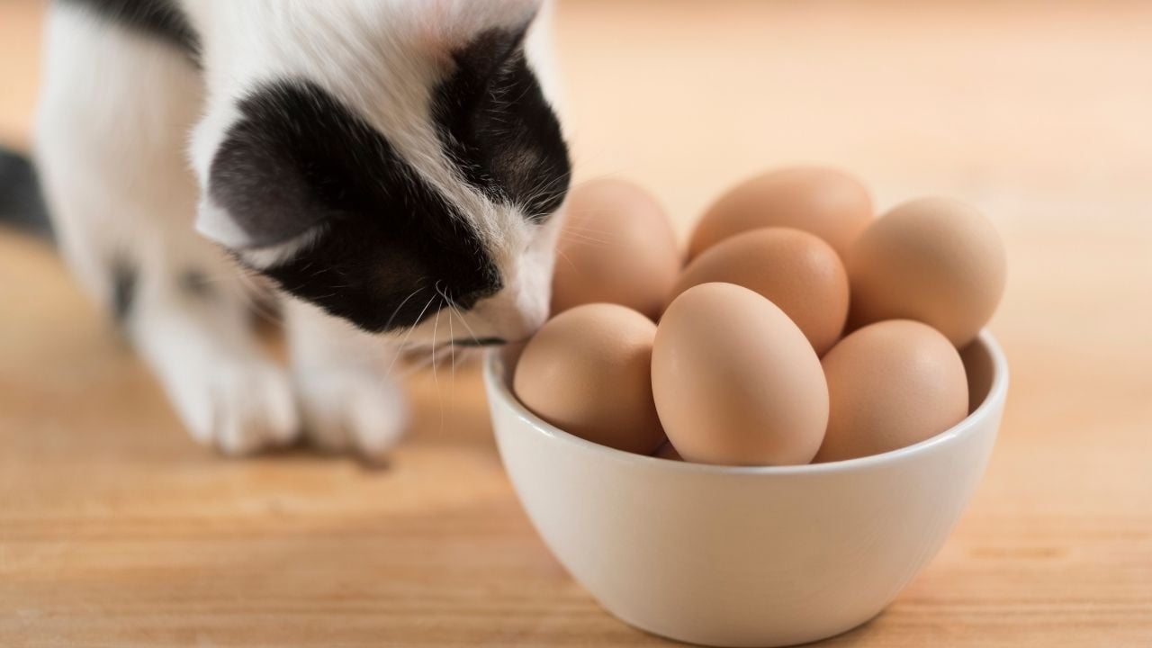 yumurtaları koklayan kedi
