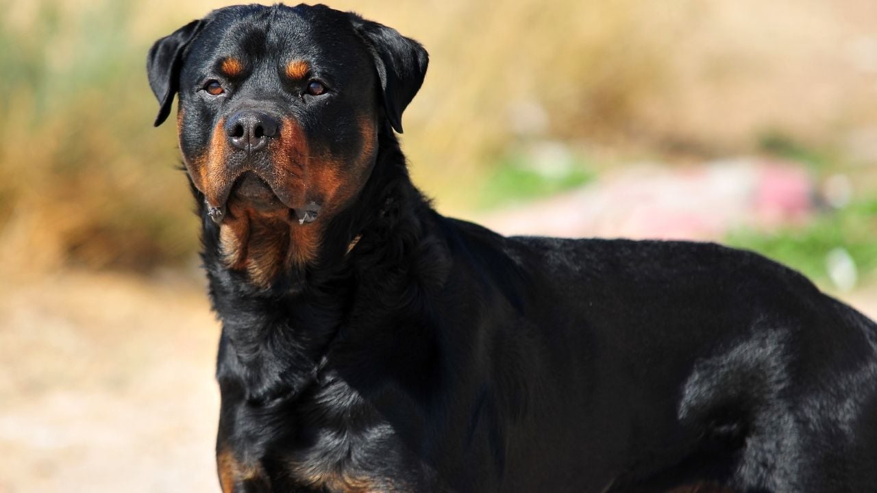 yetişkin bir rott