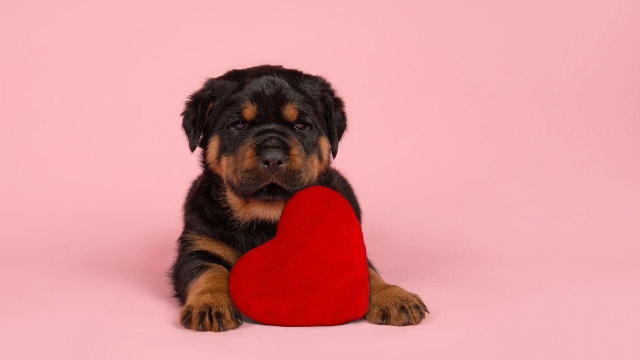 kalp tutan yavru rottweiler