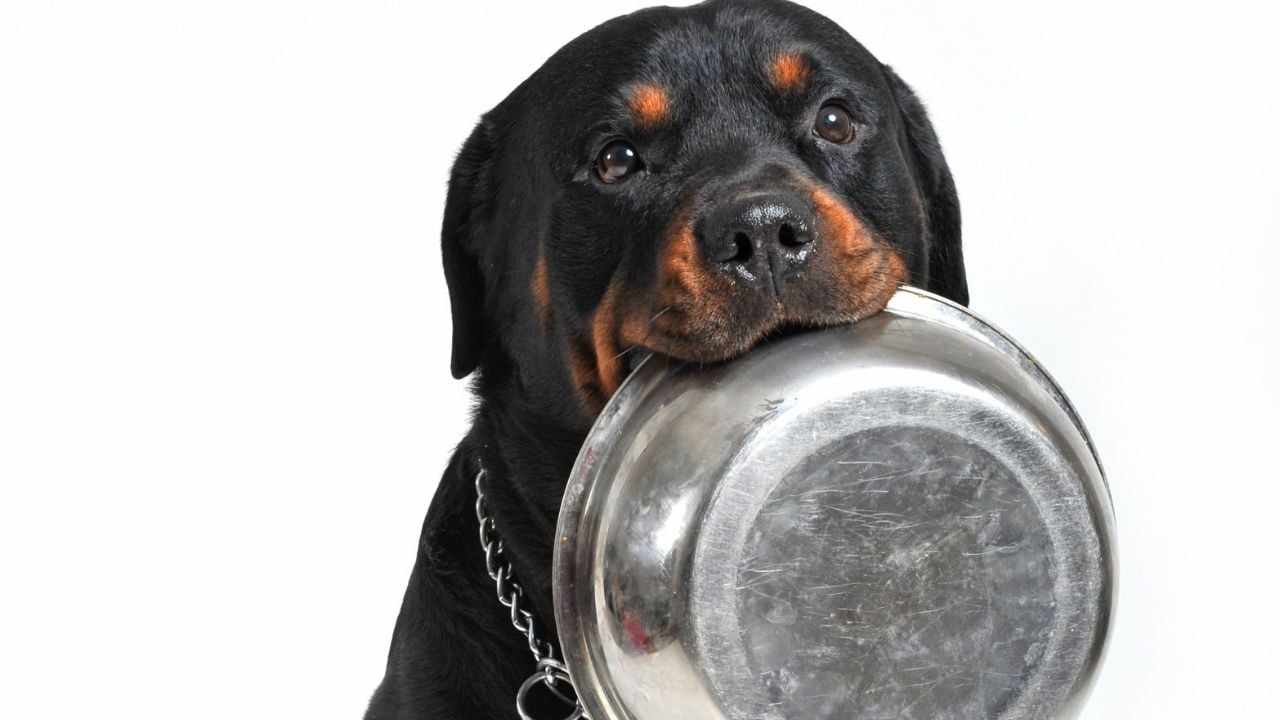 mama kabu ısıran rottweiler