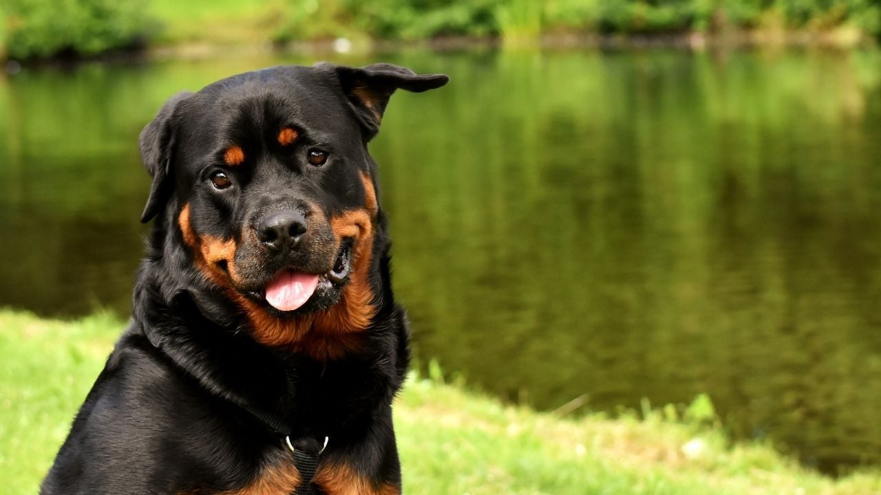yeşil ormanda rottweiler