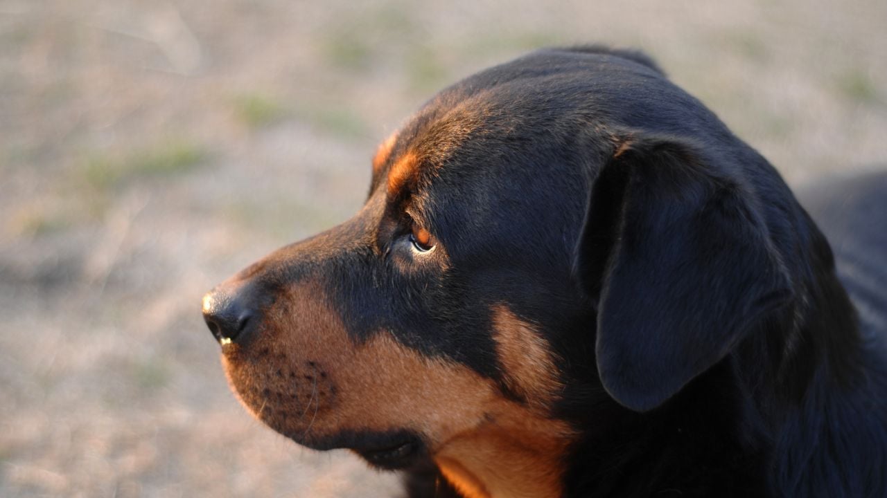 hasta bir Rottweiler Köpek