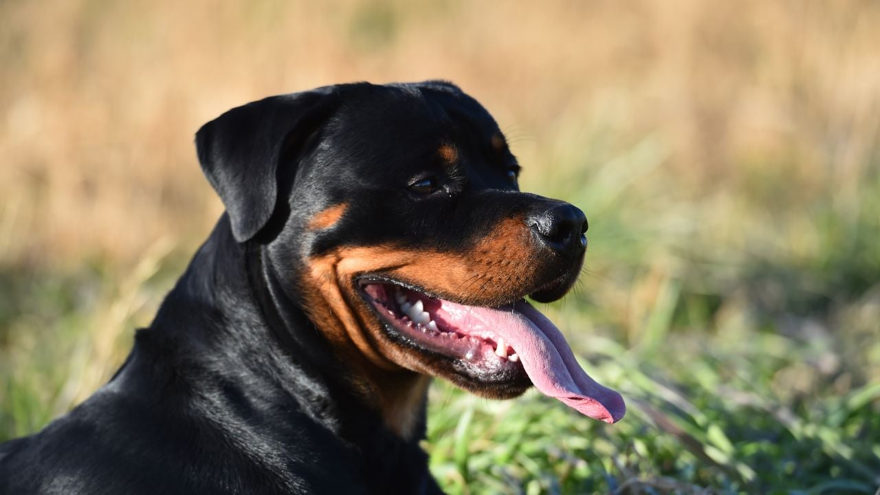 dili dışarıda bir rottweiler
