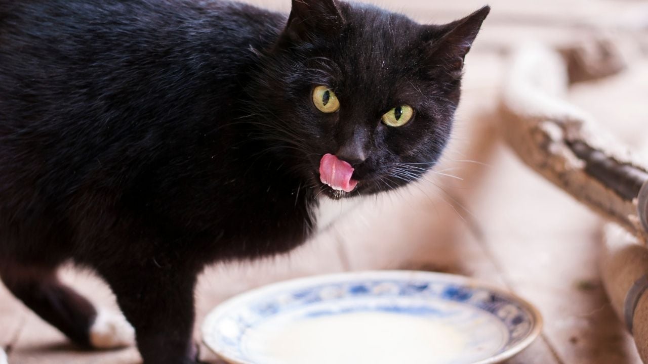 siyah kedi süt içip yalanıyor