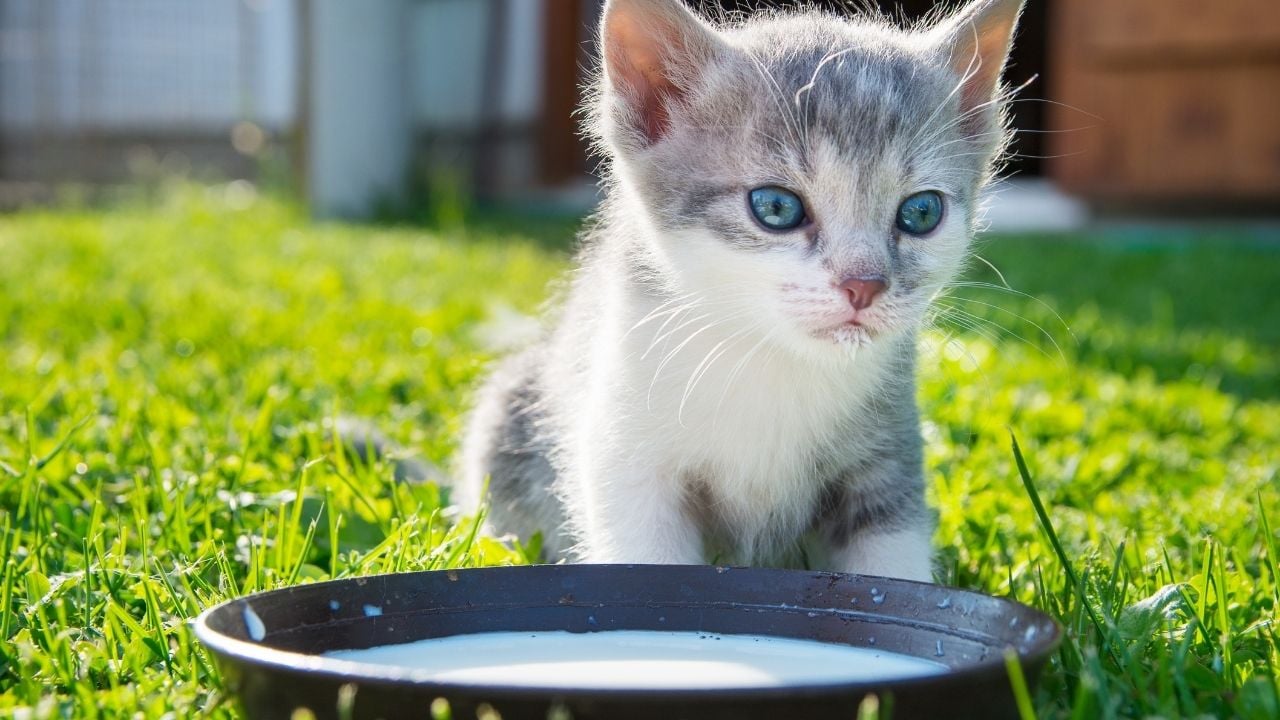 sevimli yavru kedi süt içiyor
