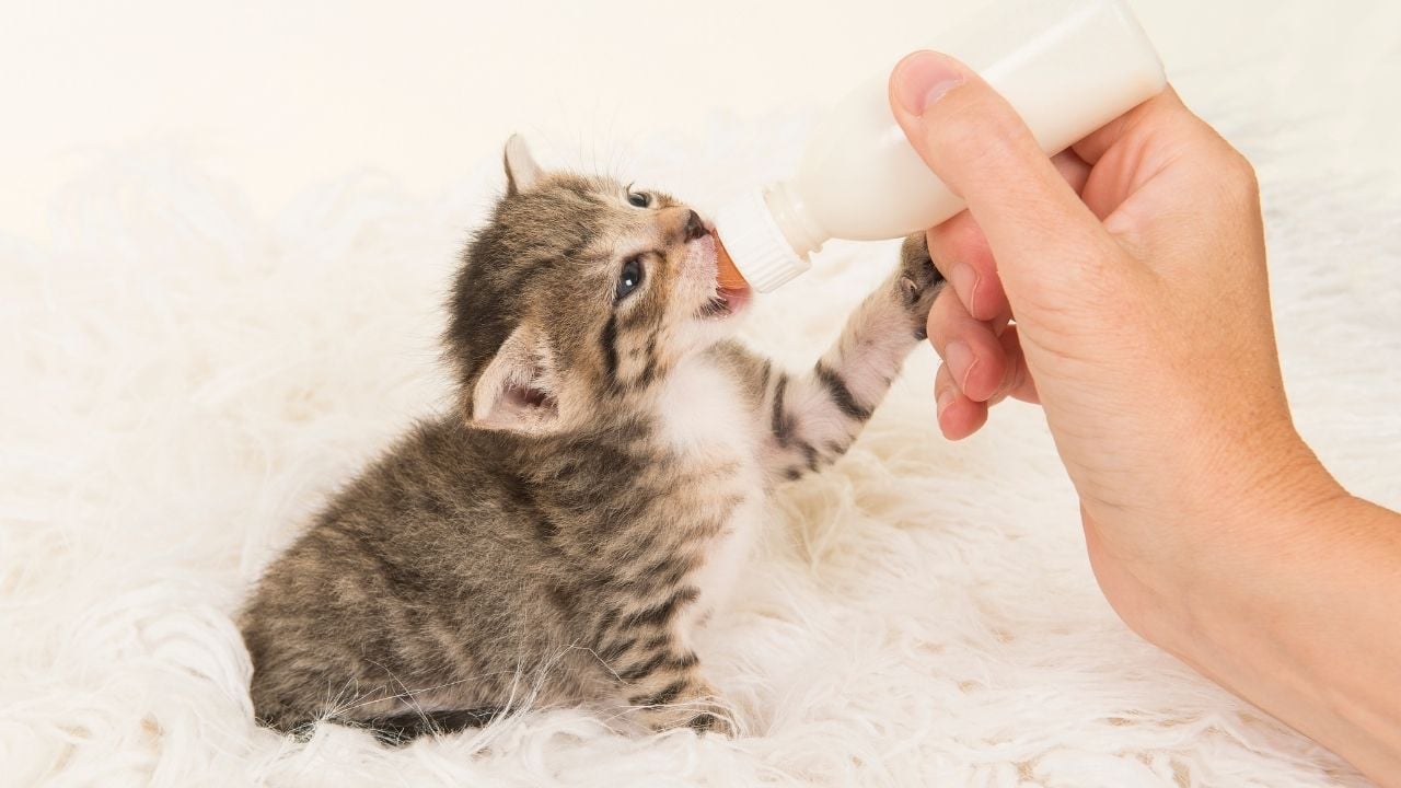 biberonla süt içirilen kedi