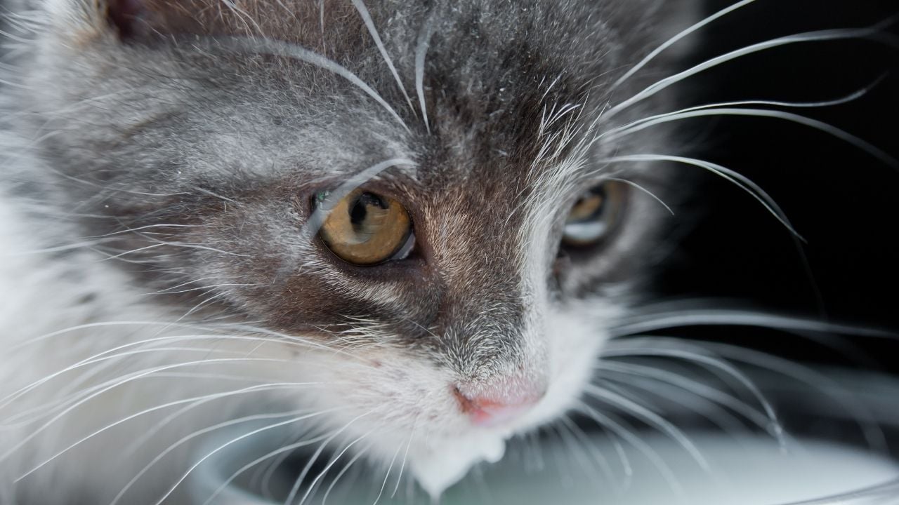 çenesinden süt damlayan bir kedi