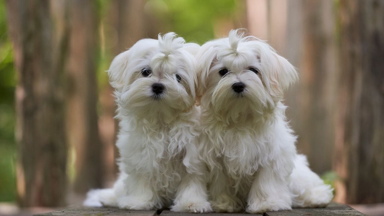 iki beyaz süs köpeği