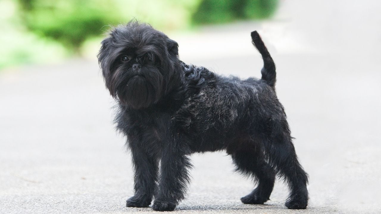 siyah Affenpinscher