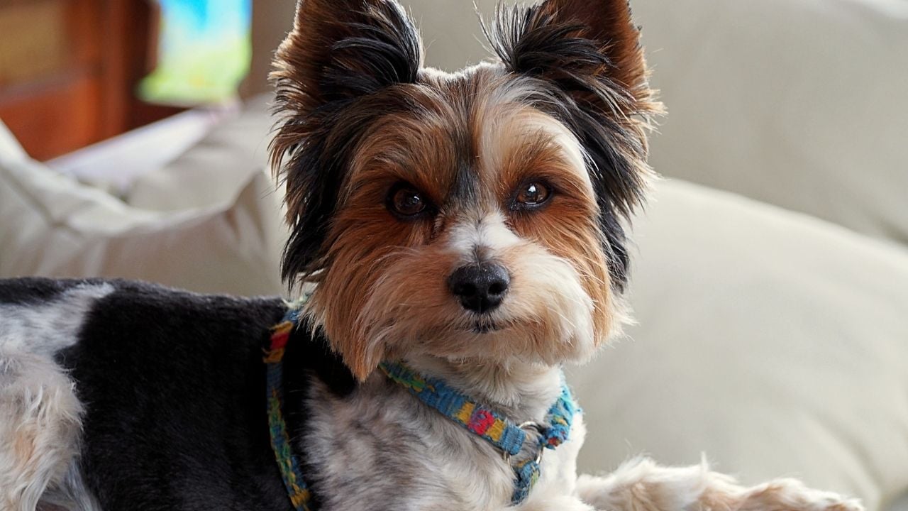 Biewer Terrier