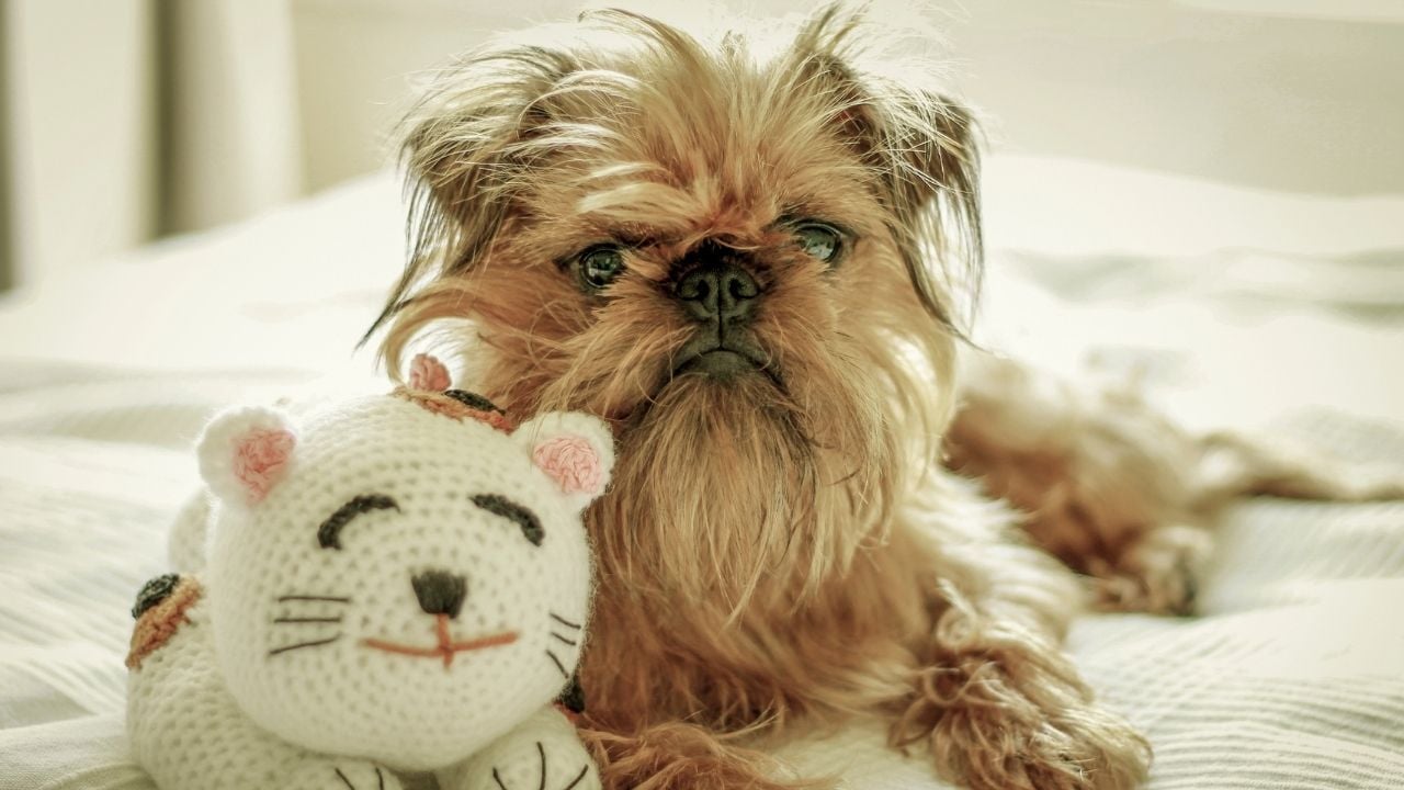Brussels Griffon - Brüksel Griffonu
