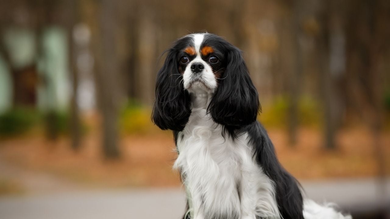Cavalier King Charles Spaniel