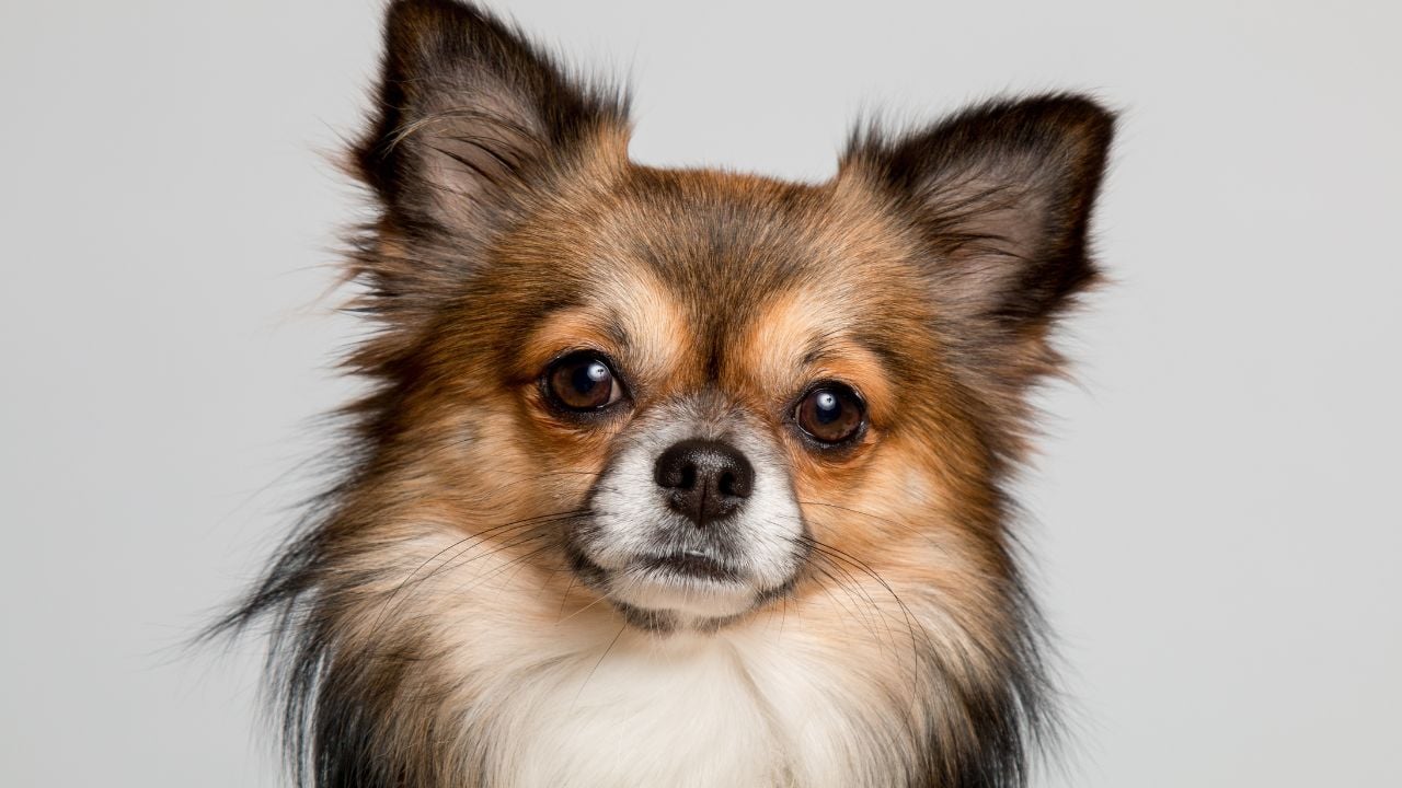 Chihuahua – Şivava
