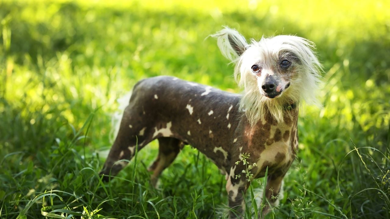 Chinese Crested – Çin Tepeli Köpeği