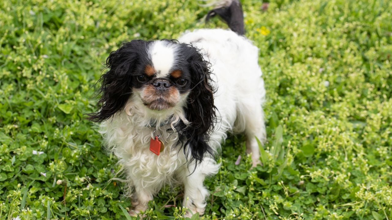 English Toy Spaniel
