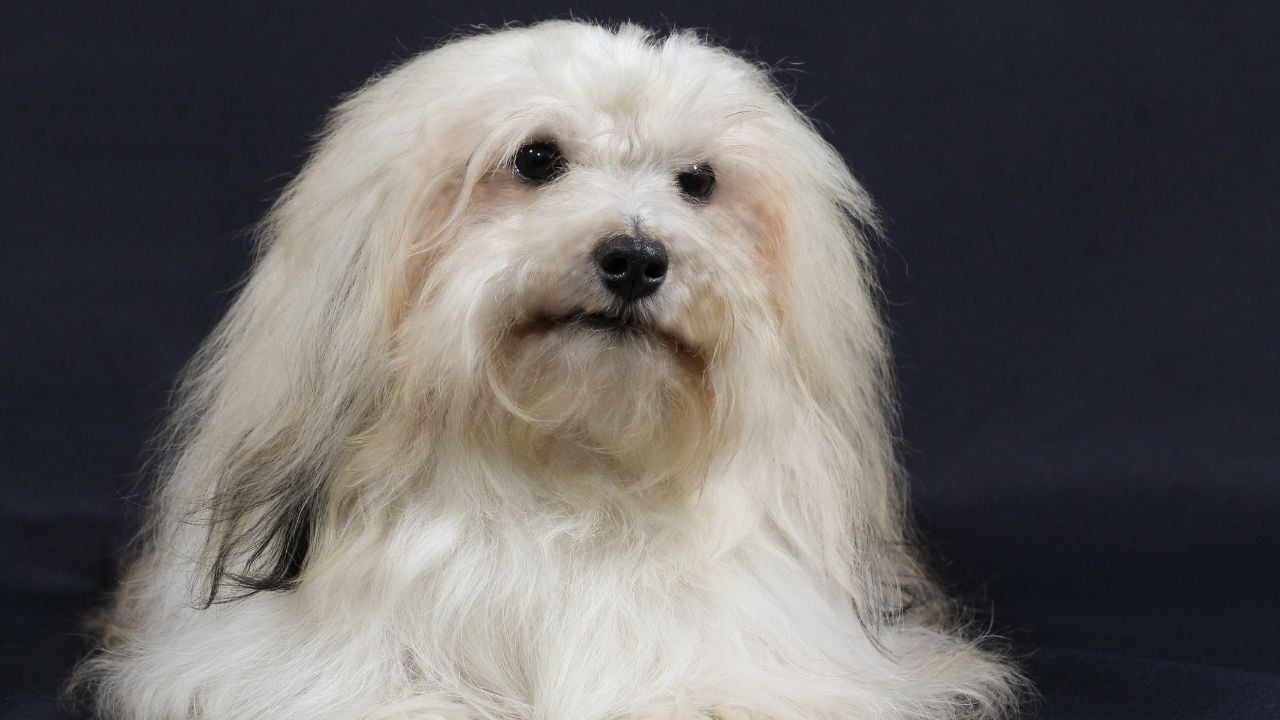 Havanese