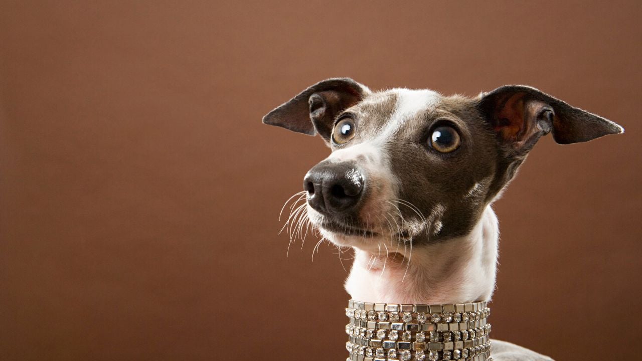 Italian Greyhound – İtalyan Tazısı
