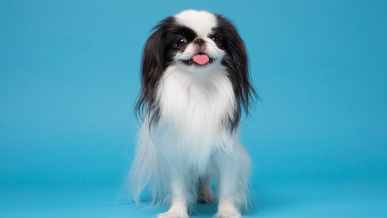 Japanese Chin