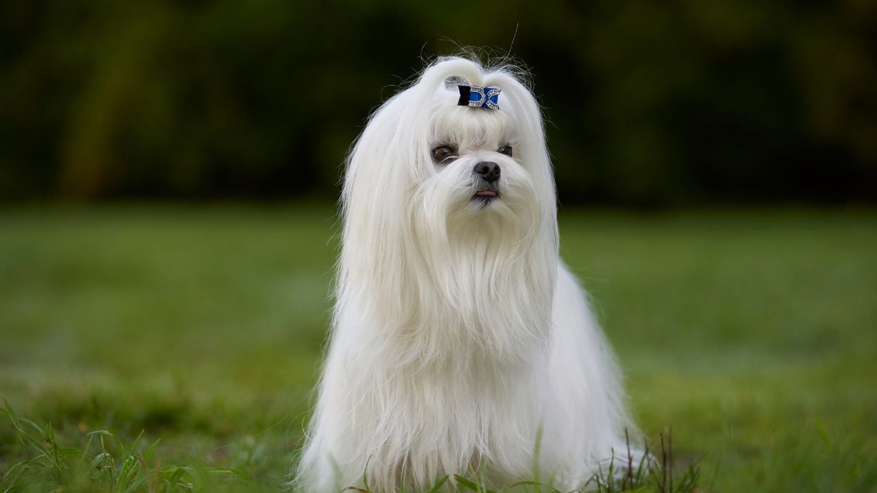 Maltese – Malta Köpeği