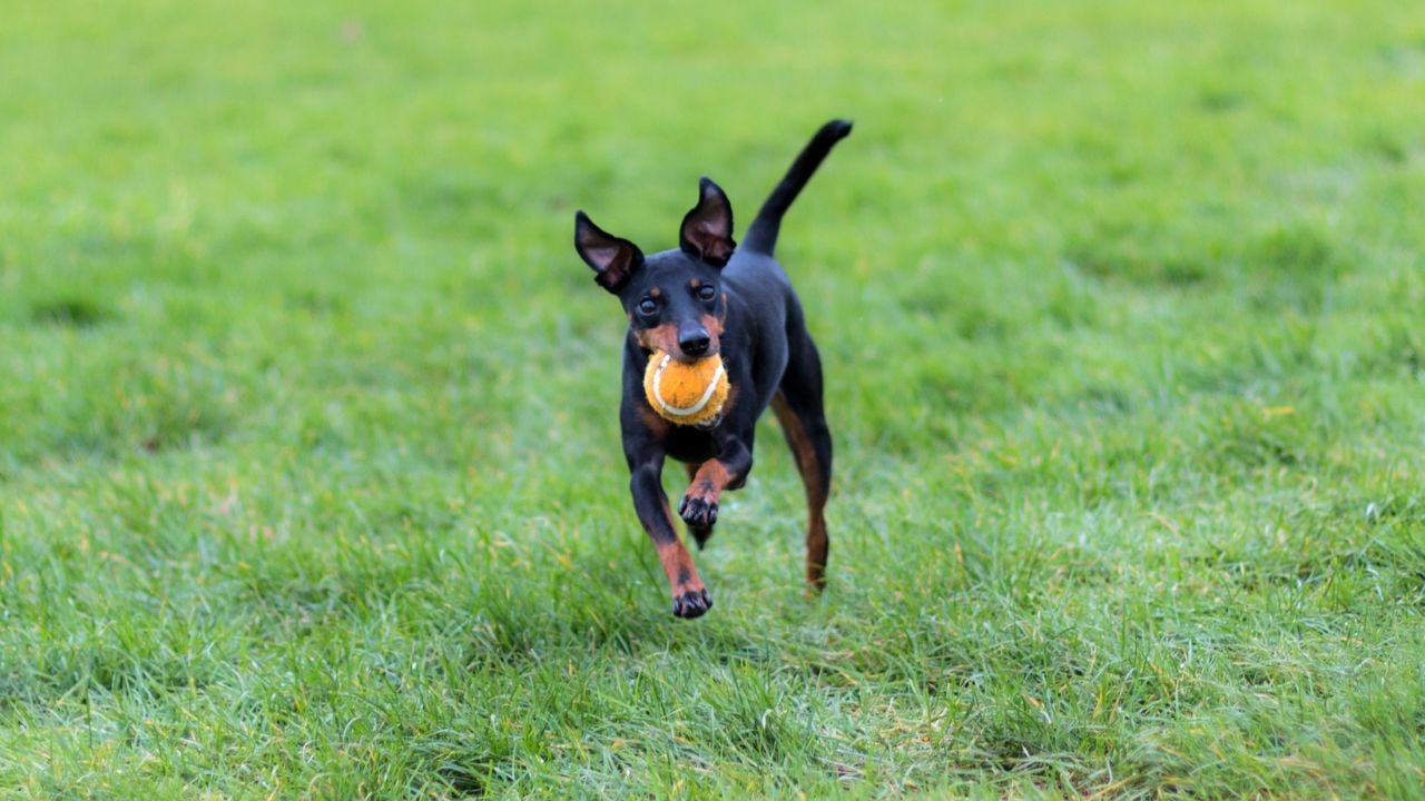 Manchester Terrier