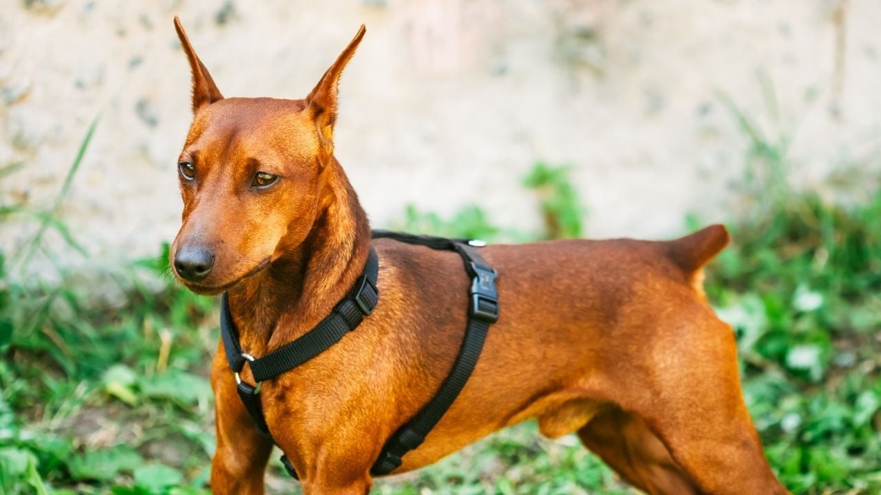 Miniature Pinscher
