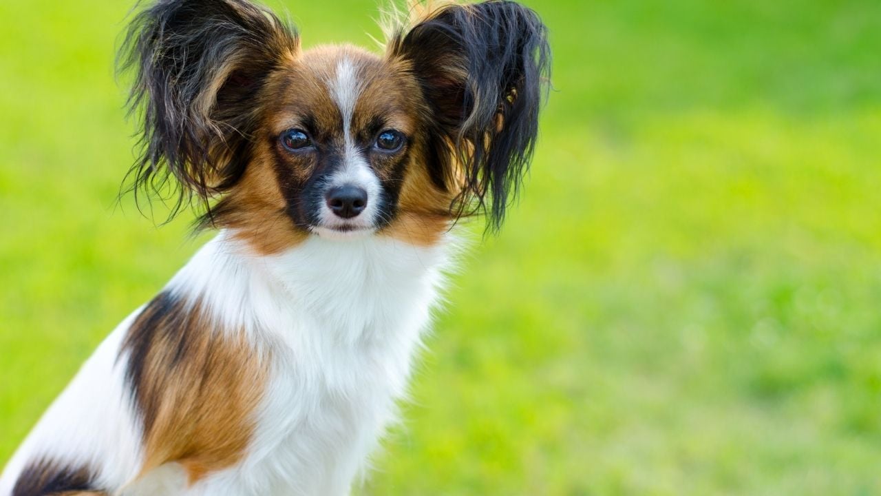 Papillon