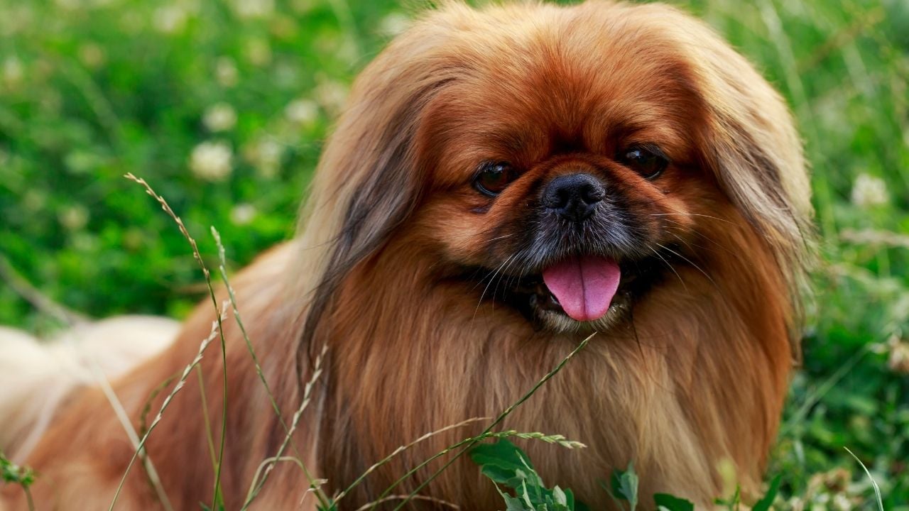 Pekingese – Pekinez