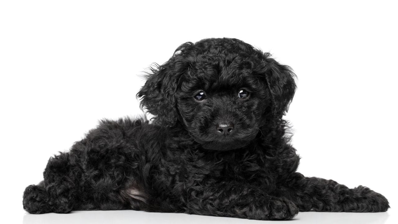 Poodle (Toy) siyah