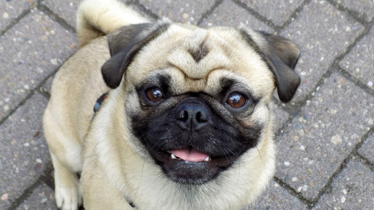 Pug
