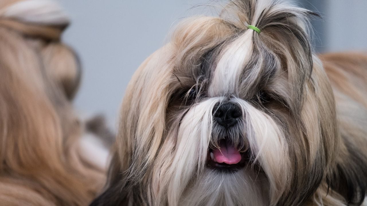 Shih Tzu